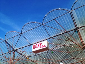 roxy2